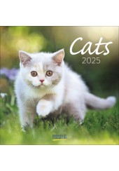 ΗΜΕΡΟΛΟΓΙΟ ΤΟΙΧΟΥ 2025 CATS